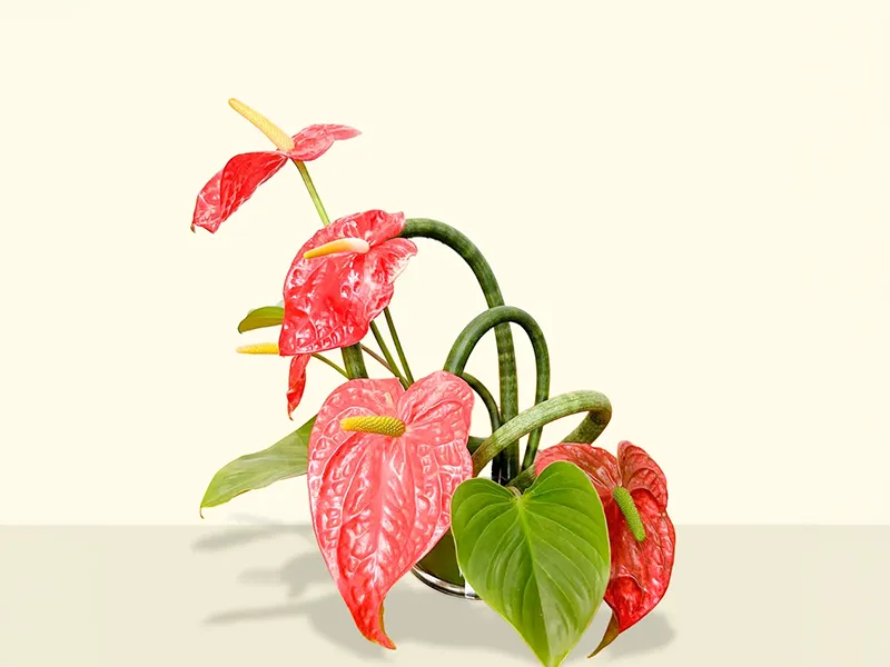 Floral arrangement